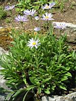 Aster Alpinus (fam. Asteracees)(rg arctiques et alpes) (02) (Photo F. Mrugala)